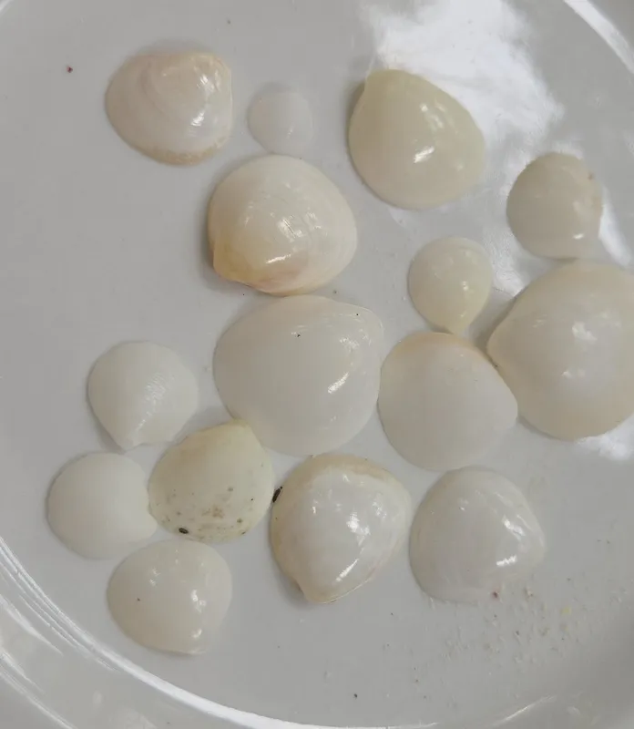 Common Egg Cockle (Laevicardium serratum)