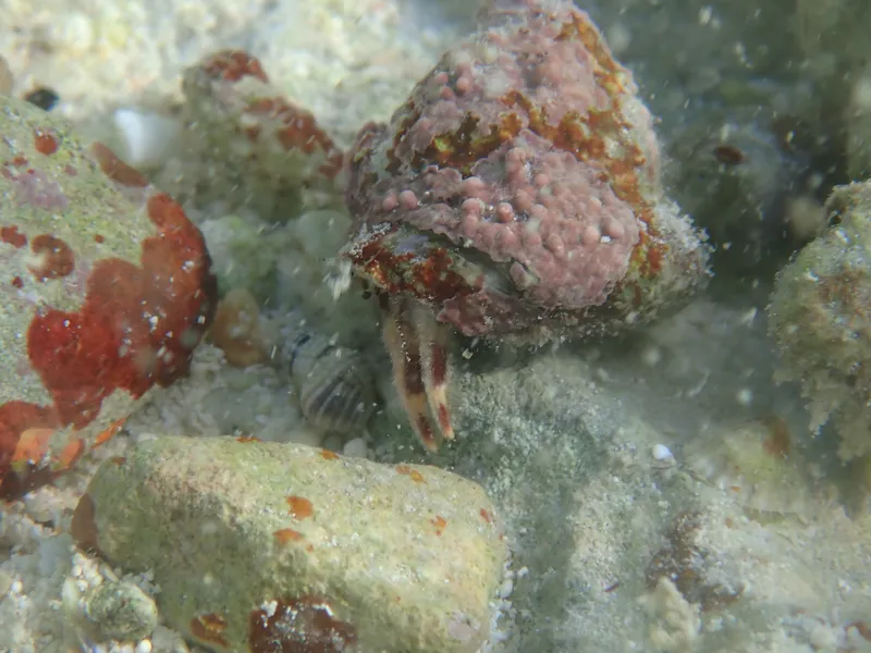 Bandeye Hermit (Paguristes tortugae)