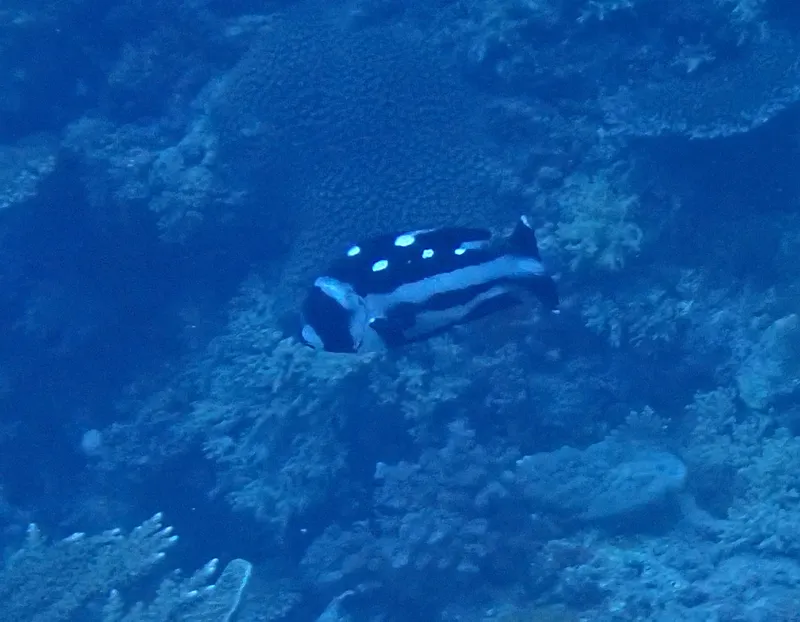Black and White Snapper (Macolor niger)
