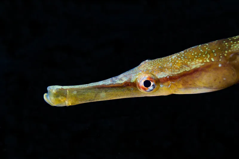Snake Pipefish (Entelurus aequoreus)