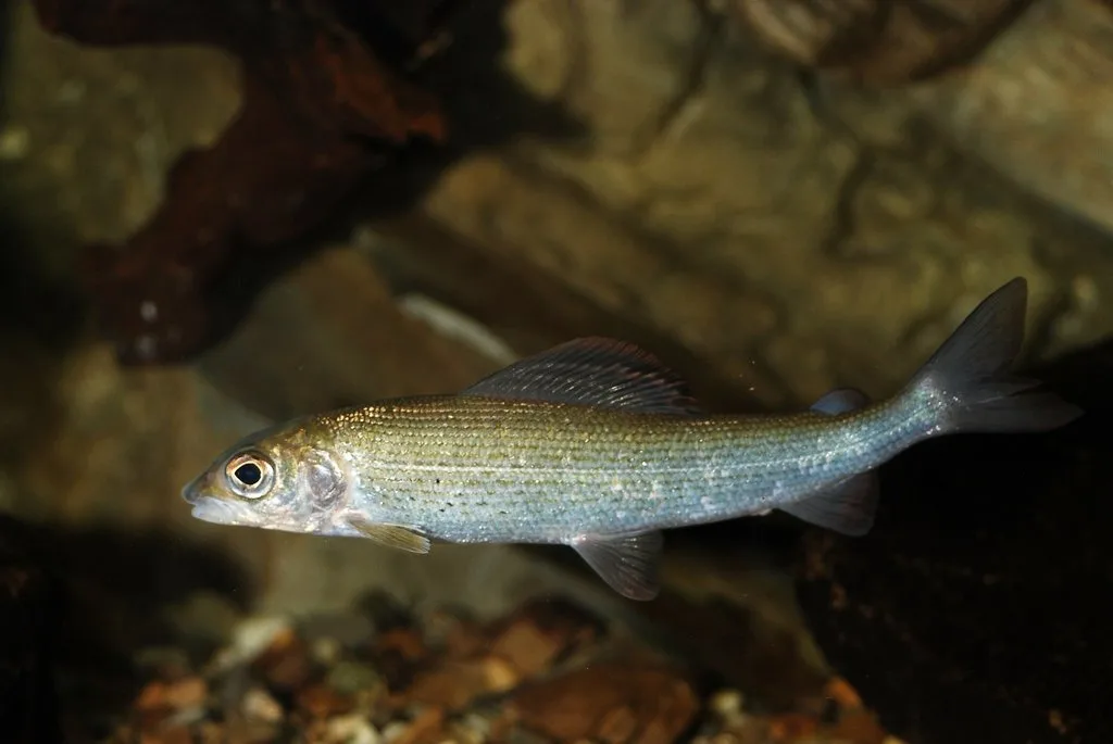 European grayling (Thymallus thymallus)