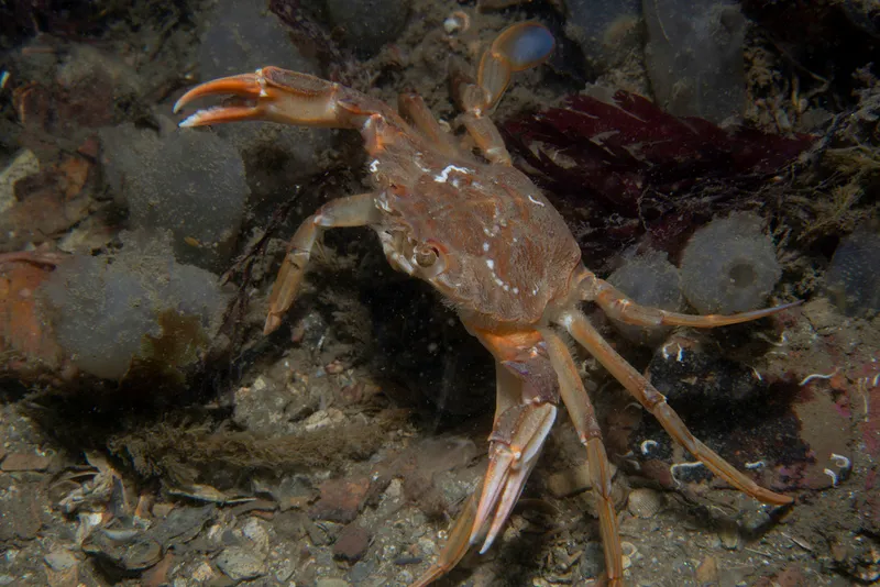 Blue-Leg Swimcrab (Polybius depurator)