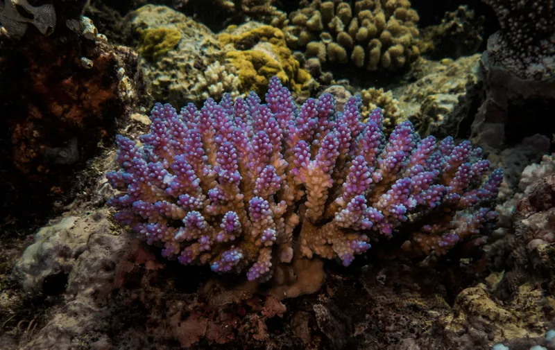 Bushy Staghorn Coral (Acropora valida)
