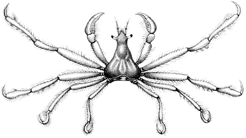 Podochela grossipes