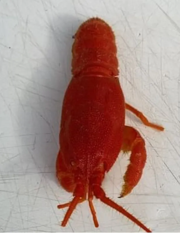 Caribbean furry lobster (Phyllamphion gundlachi)