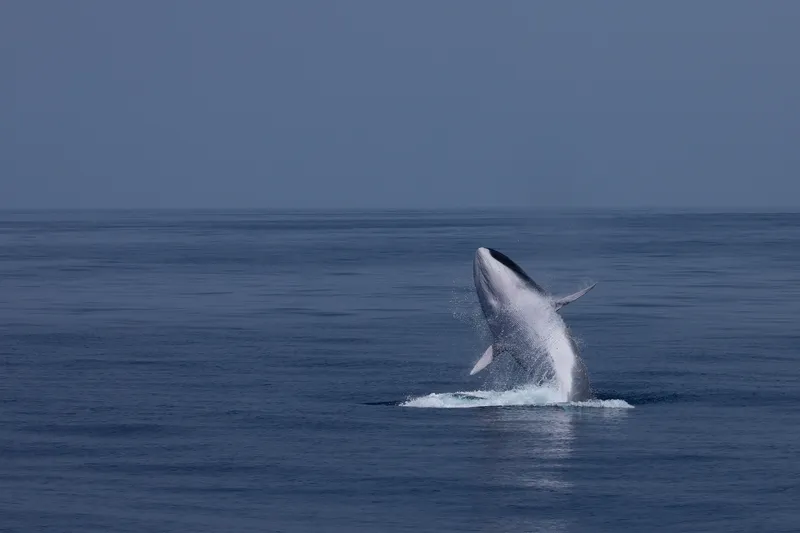 Fin Whale (Balaenoptera physalus)