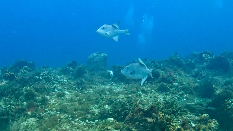 Ocean Triggerfish (Canthidermis sufflamen)