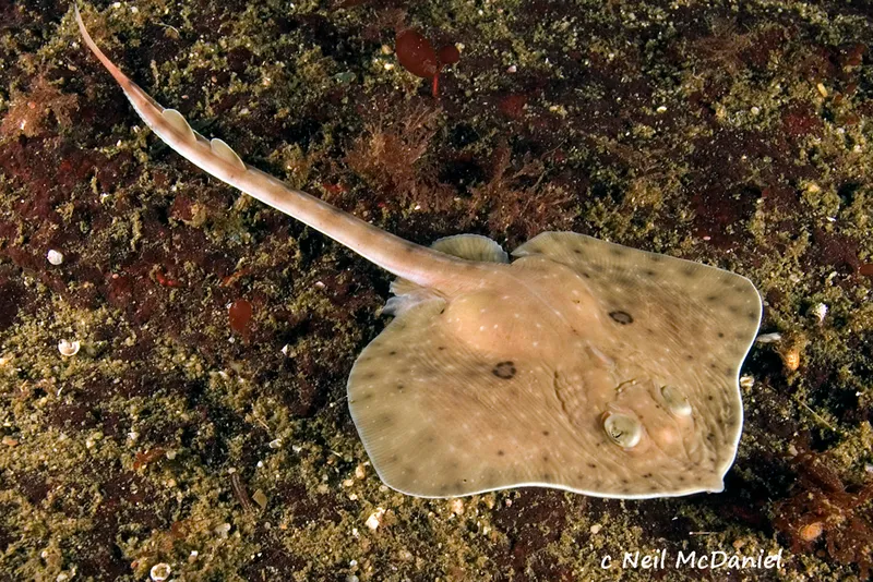 Longnose Skate (Beringraja rhina)