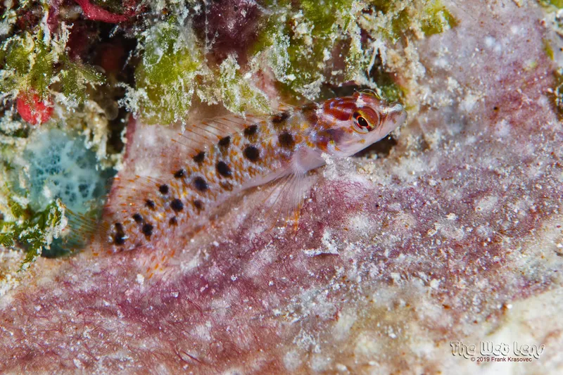 spotted blenny (Starksia sluiteri)