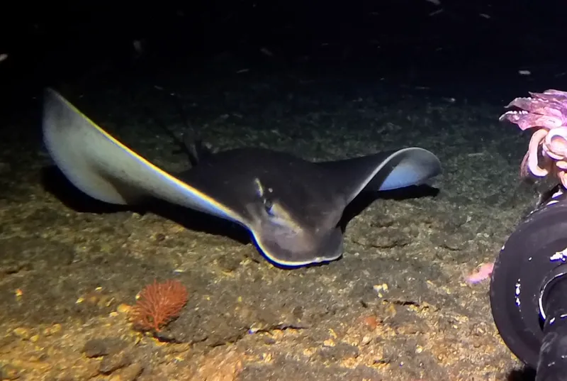 Purple Eagle Ray (Myliobatis hamlyni)