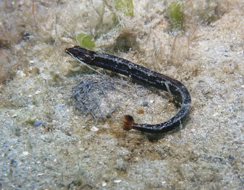 Crested Pipefish (Cosmocampus brachycephalus)