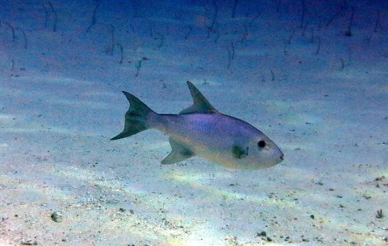 Largescale Triggerfish (Canthidermis macrolepis)