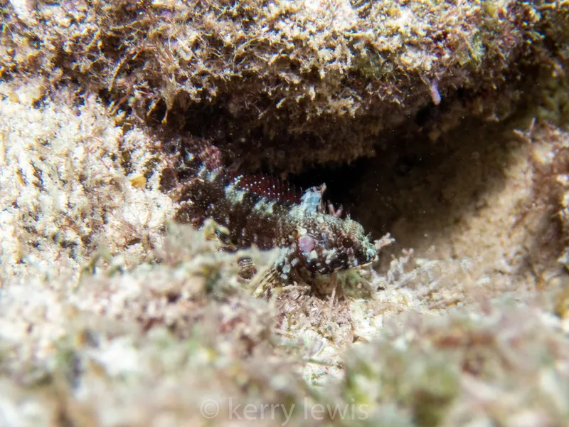 Mimic Blenny (Gobioclinus guppyi)