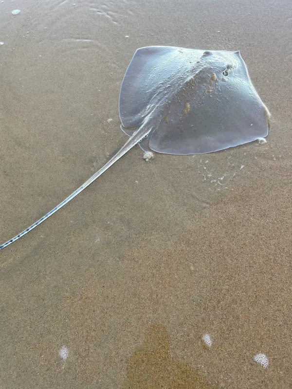 Blackspotted Whipray (Maculabatis astra)