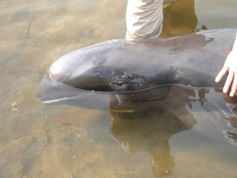 Blackfish (Peponocephala electra)