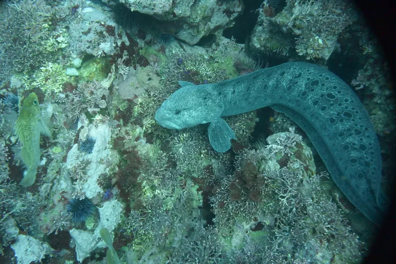 Wolf-Eel (Anarrhichthys ocellatus)
