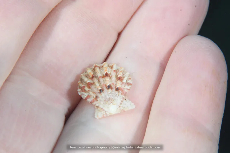 Antillean Scallop (Antillipecten antillarum)
