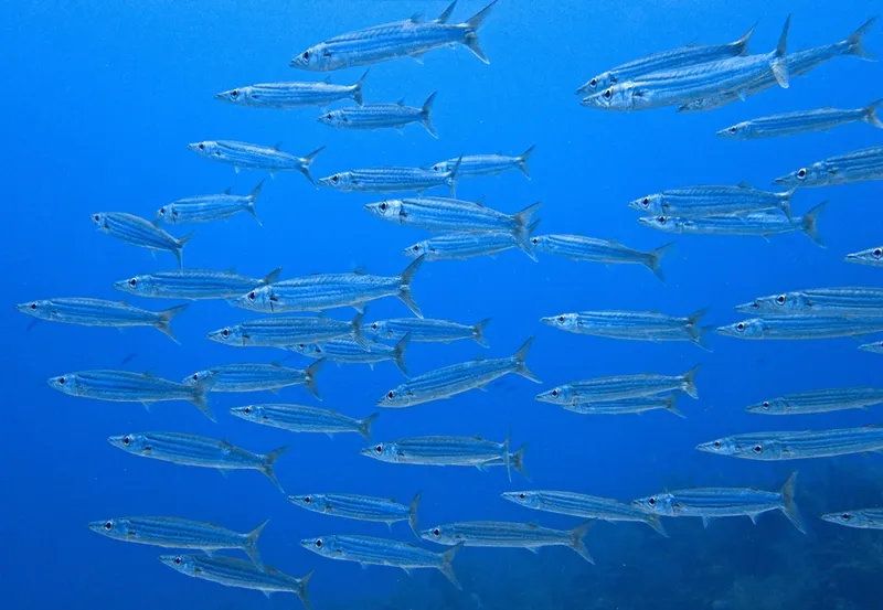 Northern Sennet (Sphyraena borealis)