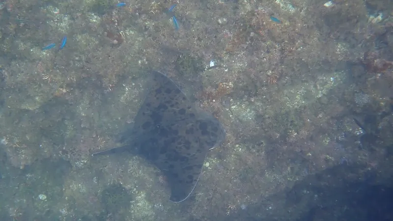 Japanese Eagle Ray (Myliobatis tobijei)