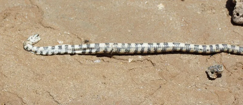 Port Darwin Sea Snake (Hydrelaps darwiniensis)