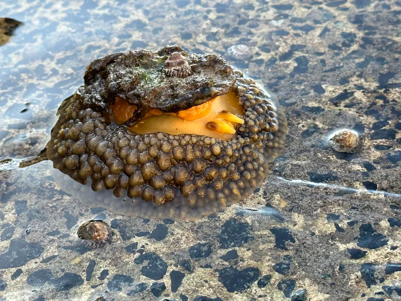 Atlantic Umbrella Slug (Umbraculum umbraculum)