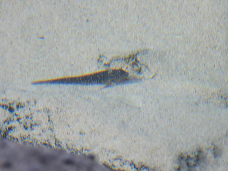 Rock-Pool Blenny (Parablennius parvicornis)