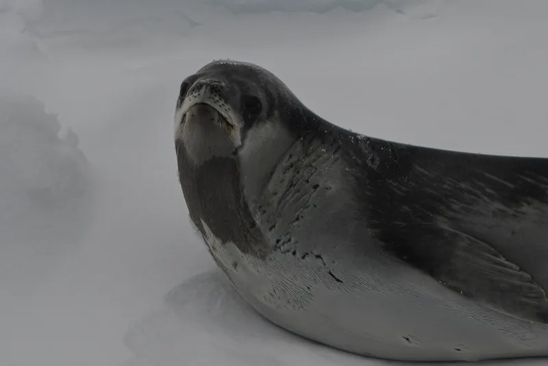 Ross Seal (Ommatophoca rossii)