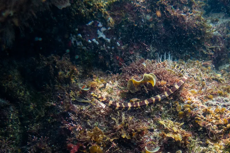 Banded Pipefish (Micrognathus crinitus)