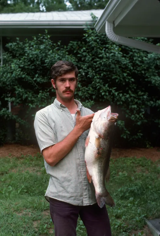 American Black Bass (Micropterus salmoides)