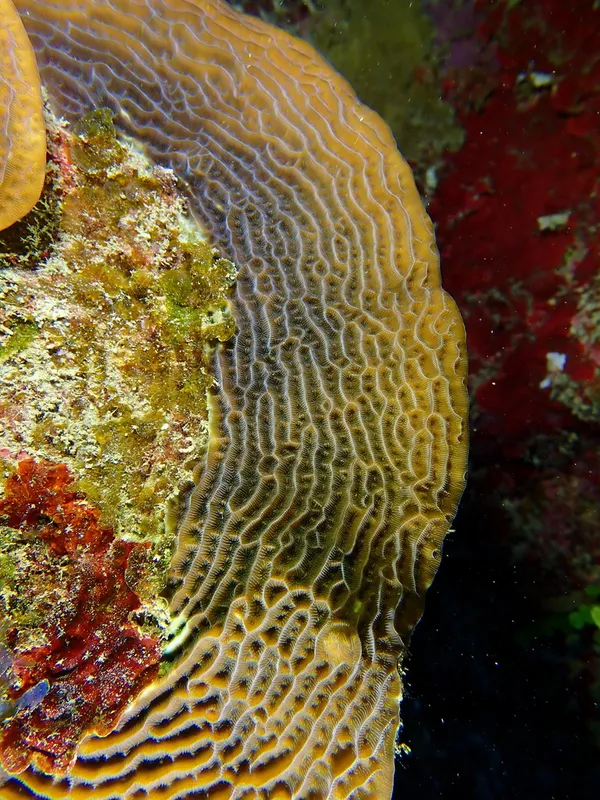 Graham's Sheet Coral (Agaricia grahamae)