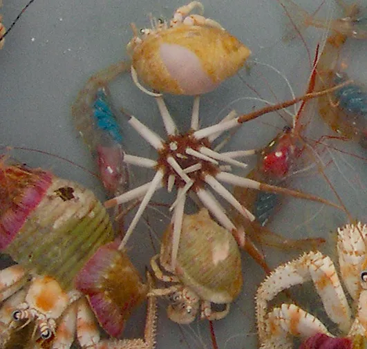 Acanthocidaris hastigera