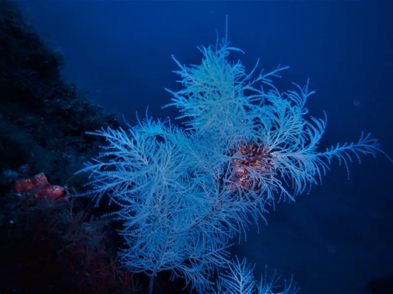 Black Coral (Antipathella subpinnata)