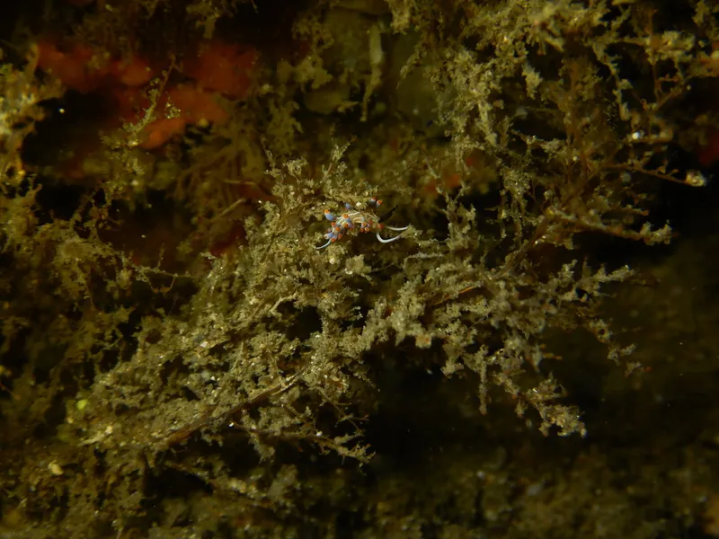 Facelina lineata