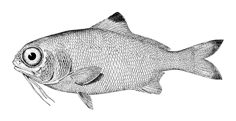 Stout Beardfish (Polymixia nobilis)