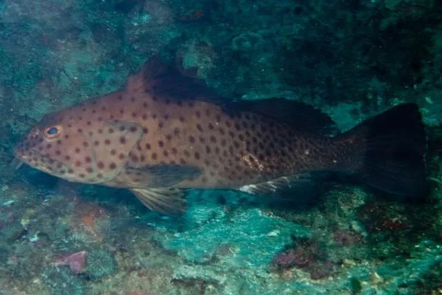 Longspine Grouper (Epinephelus longispinis)