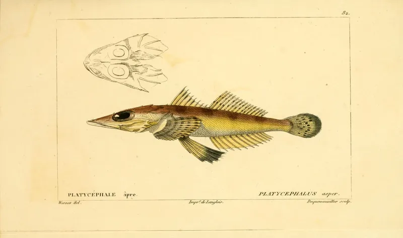 Olive-Tailed Flathead (Rogadius asper)