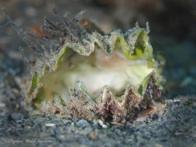 Coon Oyster (Dendostrea frons)