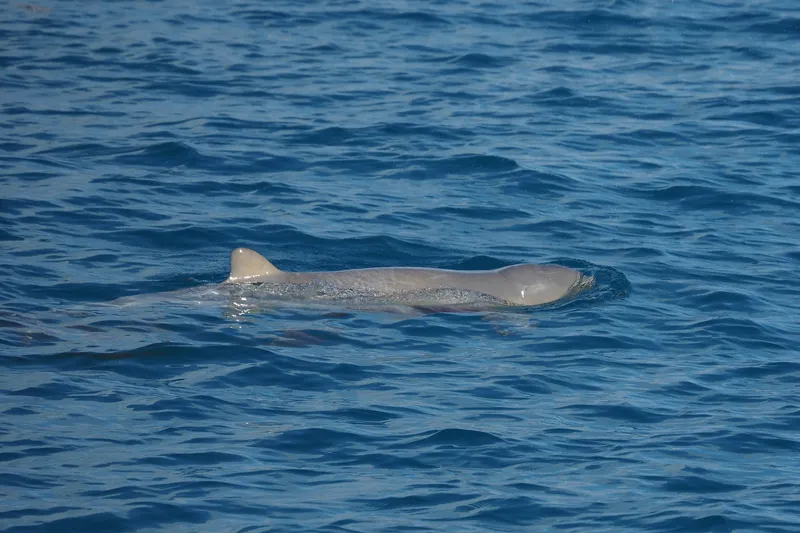 Australian Snubfin Dolphin (Orcaella heinsohni)