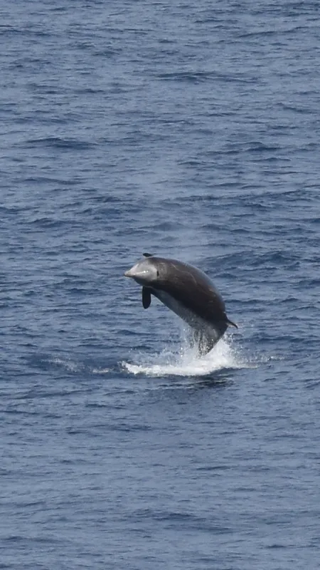 Cuvier's Beaked Whale (Ziphius cavirostris)