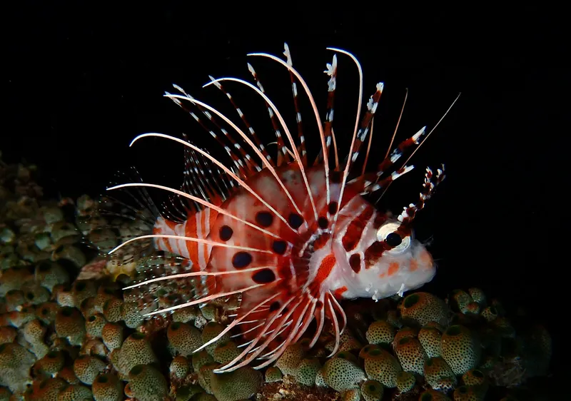 Broadbarred Firefish (Pteropterus antennatus)