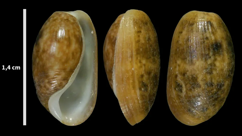 Common Atlantic Bubble (Bulla striata)