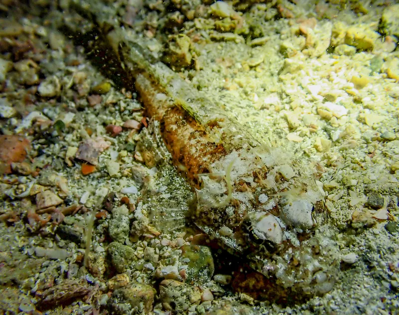 Celebes Flathead (Thysanophrys celebica)