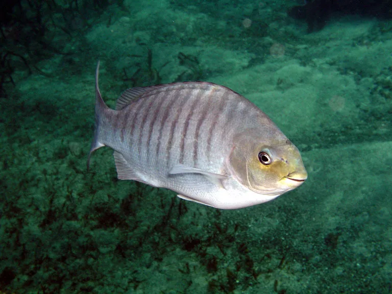 Luderick (Girella tricuspidata)