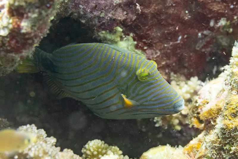 Orange-Lined Triggerfish (Balistapus undulatus)