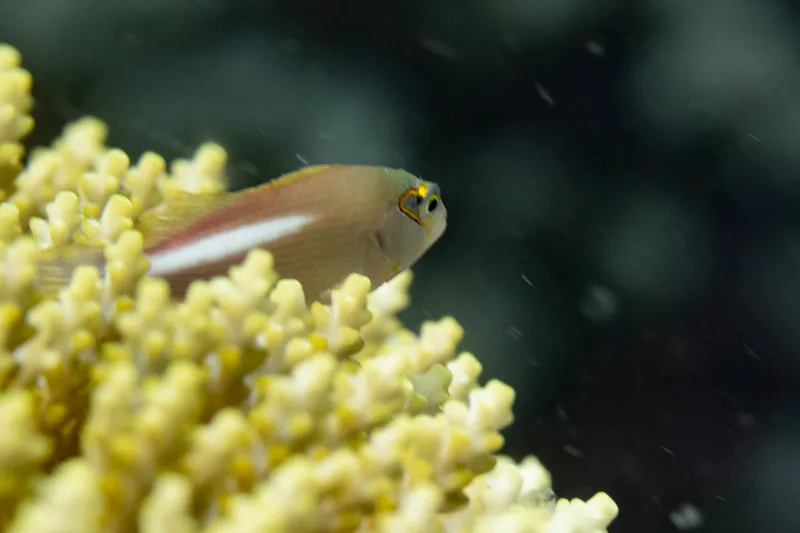 Arc-Eye Hawkfish (Paracirrhites arcatus)