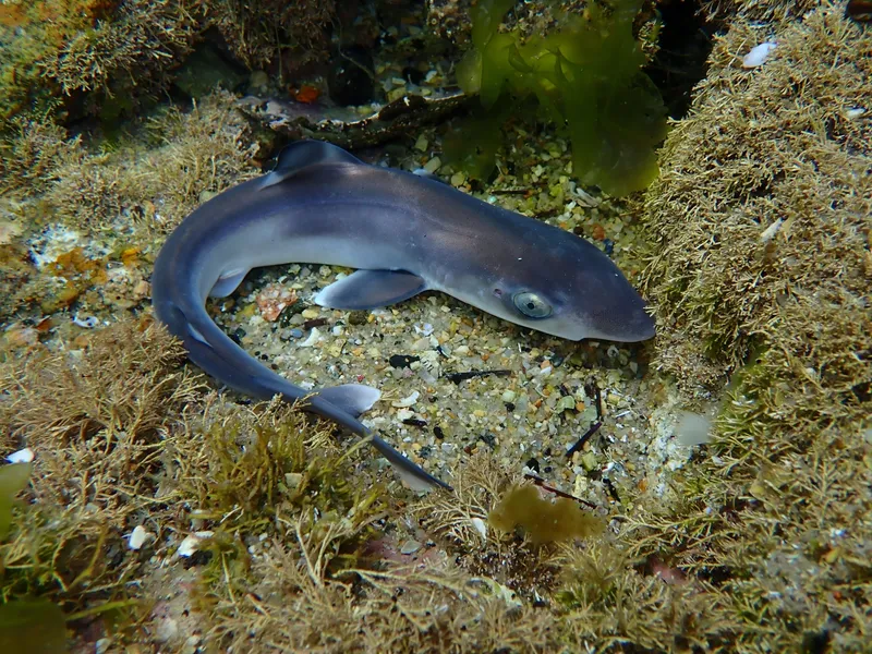 Tope Shark (Galeorhinus galeus)