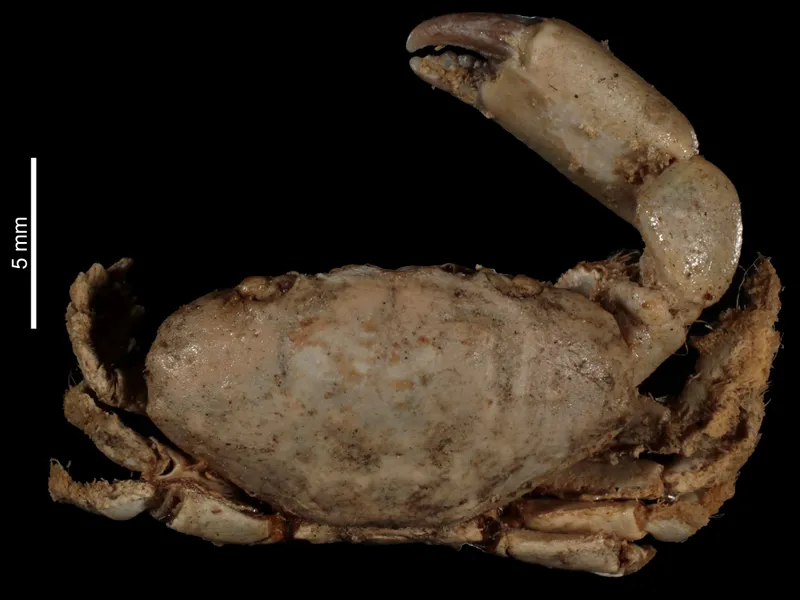 Longarm Coral Crab (Paraliomera longimana)