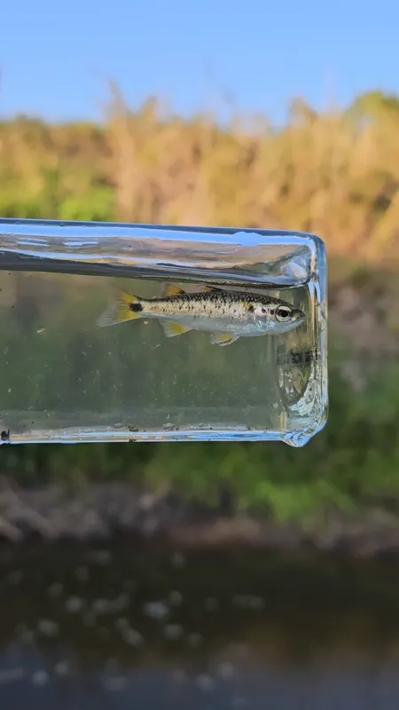 Mountain Mullet (Dajaus monticola)