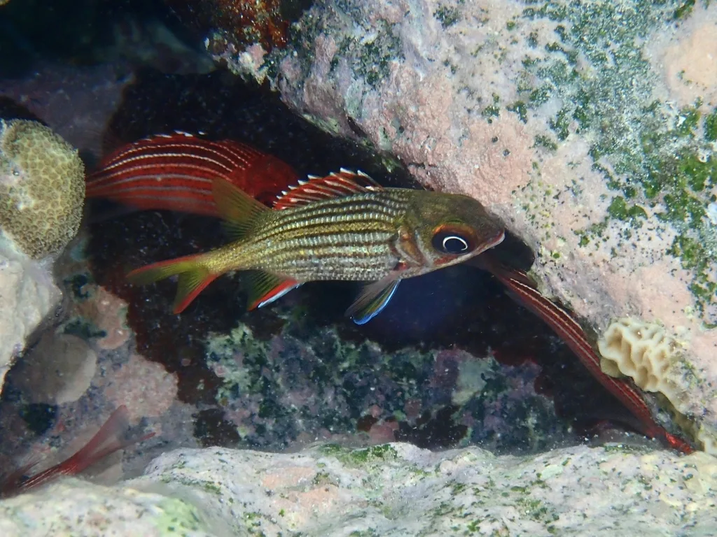 Dusky Squirrelfish (Neoniphon vexillarium)