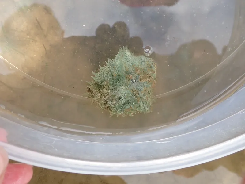 Anvil Sea Hare (Dolabella auricularia)